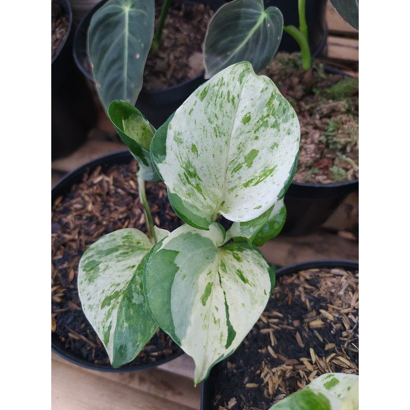 Epipremnum Manjula  #Manjula