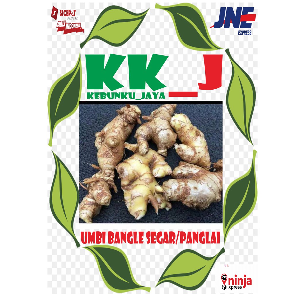 

UMBI BANGLE/PANGLAI SEGAR 500 GRAM MURAH KEBUNKU_JAYA