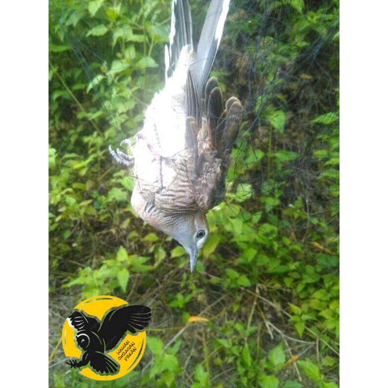 JARING BURUNG PEMIKAT BURUNG PANJANG 15 METER dan 20 meter