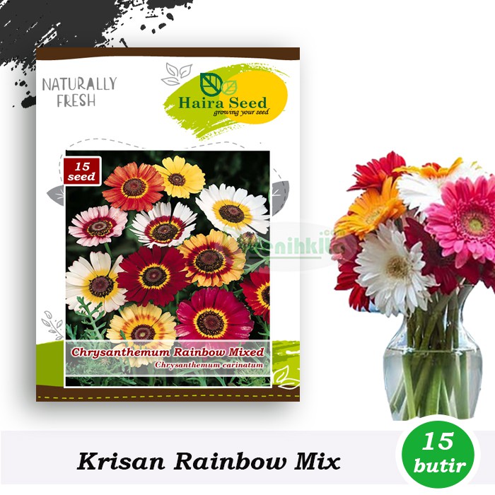 Benih-Bibit Bunga Krisan Rainbow Mix (Haira Seed)