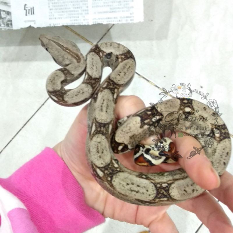 Boa Constrictor Imperator BCI Normal baby size Captive Breed Indo bukan Retic