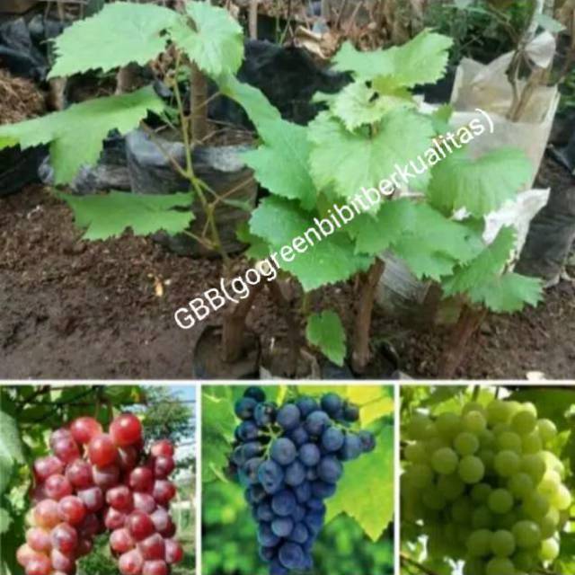 Paket murah bibit anggur  Isabella 3 Batang merah hitam hijau