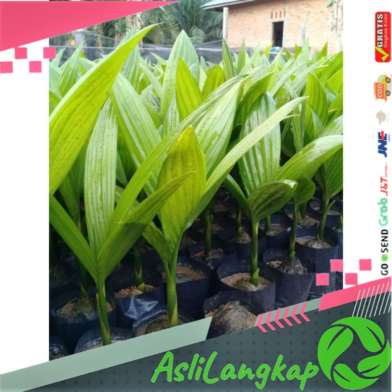 Bibit Pinang, Bibit Pinang Betara Unggul, Bibit Pinang Unggul, Bibit Pinang Batar Unggul