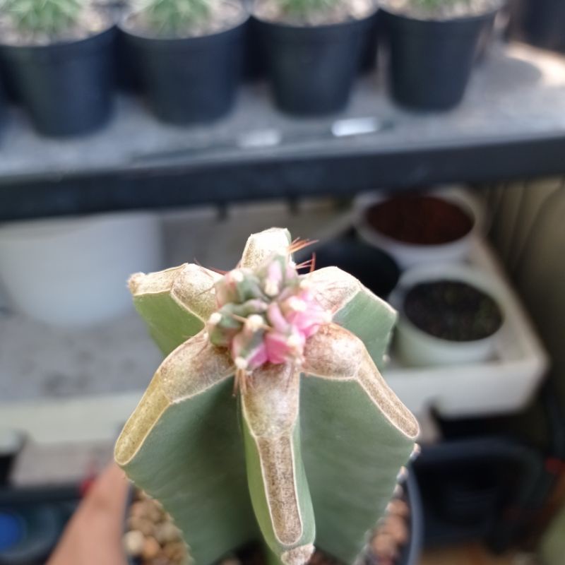 KAKTUS PINK DIAMOND ON GRAFTING KOBOY BERAKAR KAKTUS GYMNO PINK DIAMOND KAKTUS MURAH TANAMAN HIAS