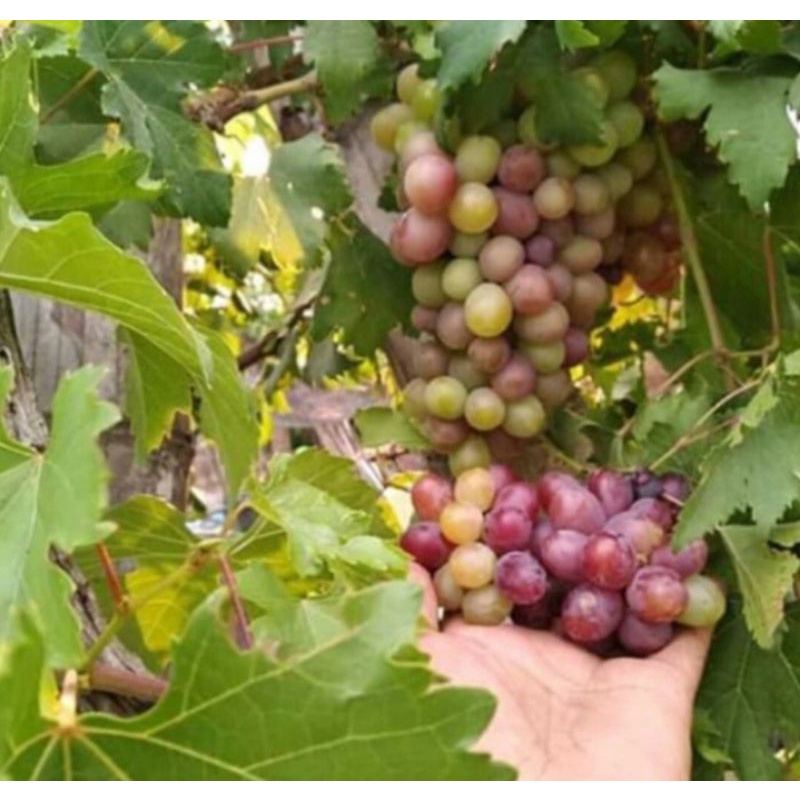 BIBIT ANGGUR IMPORT 3 JENIS NINEL ISABELA JUPITER