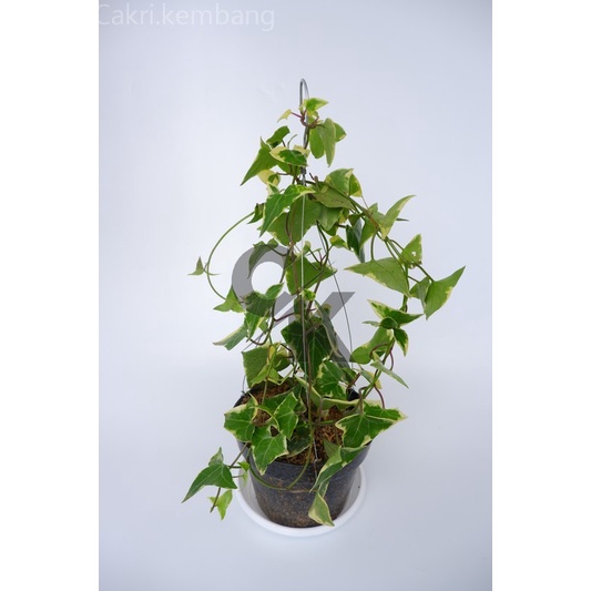 Bibit bunga ivy varigata (Hedera Helix) - Tanaman Hias Gantung Glacier Ivy Varigata Bunga kampung