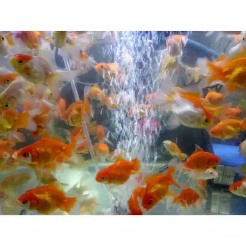 ikan mas koki aquarium aquascape