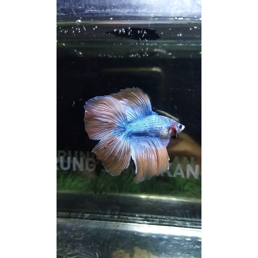 CUPANG HALFMOON DOUBLE TAIL/DTHM/HMDT MASCOT SERIES 100% REALPICT (1)