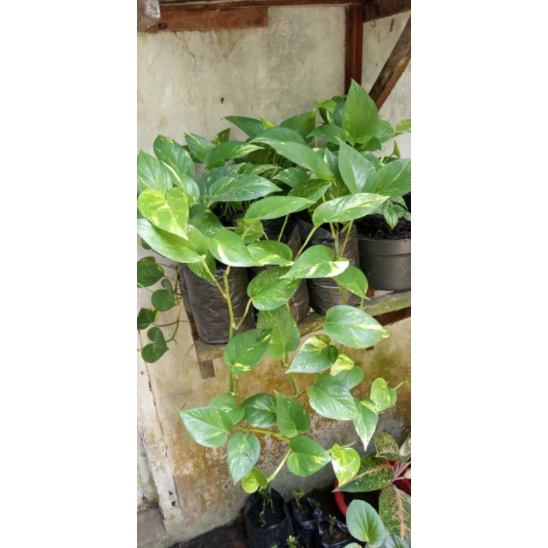 sirih gading varigata/ekor naga varigata