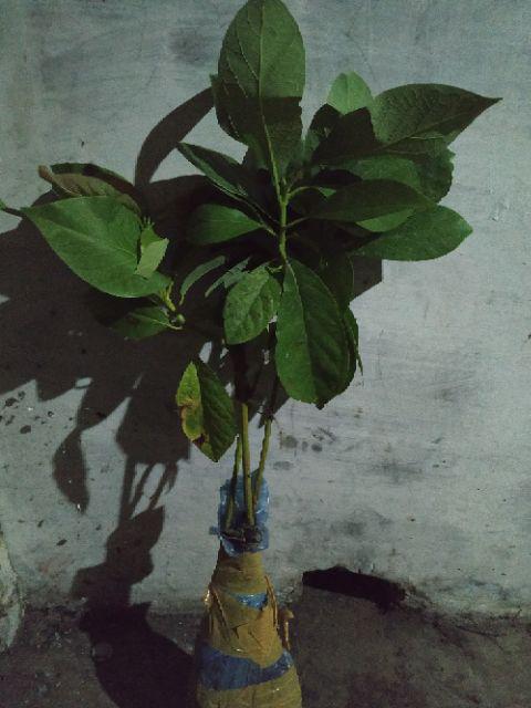 Bibit Alpukat Kendil Super Unggul