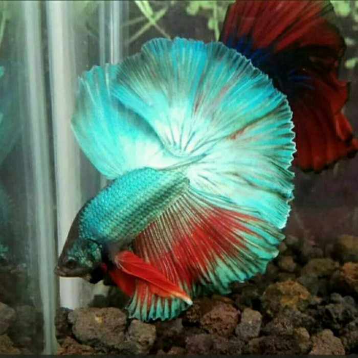 ikan cupang halfmoon jantan 8 ekor