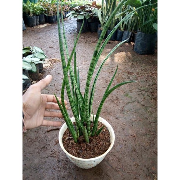 jual tanaman sansevieria fernwood - tanaman pembersih udara -