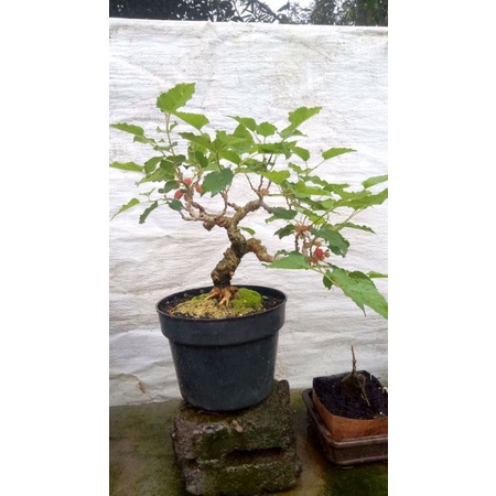 Bahan bonsai murbei