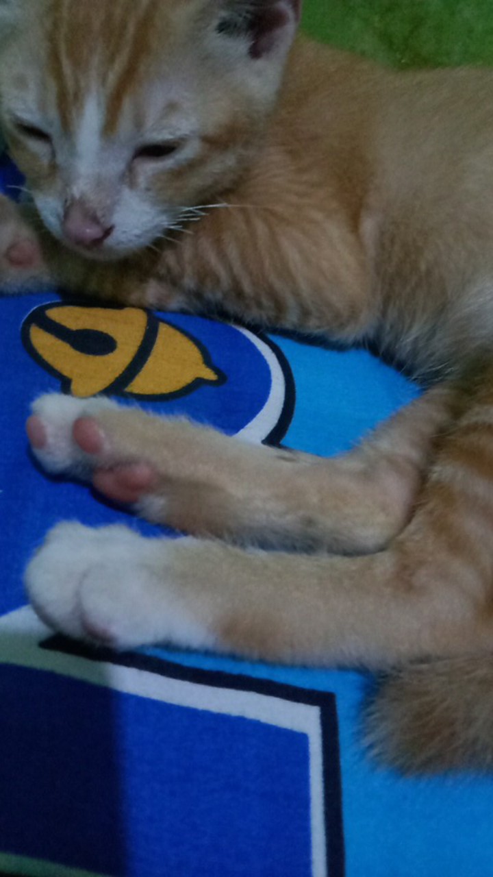 Atasan Batik Wanita Lengan Panjang Blouse Kancing Depan., Motif Batik