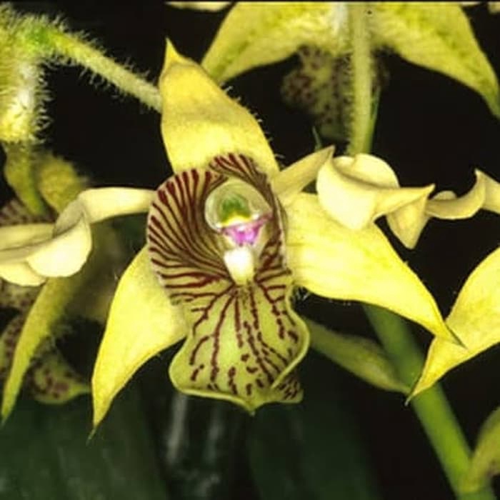 dendrobium macrophyllum var Jawa Barat