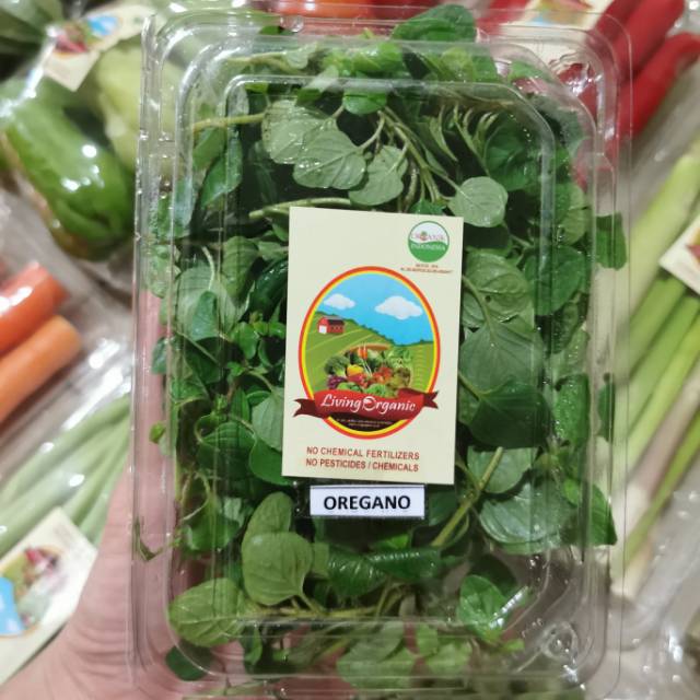 

Oregano Organik Fresh || 40-50gram || Oregano Organic Veggies Italian Herbs
