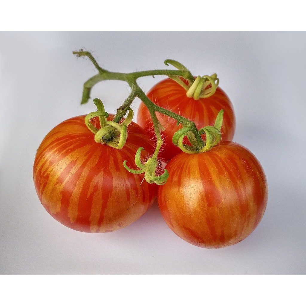 Benih Bibit Biji - Tomato Tigerella / Tomat Macan Belang Seeds