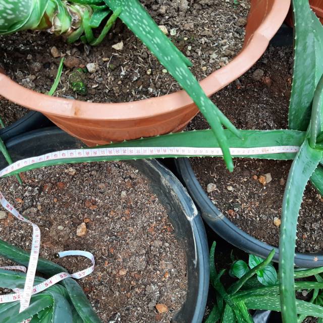 Pelepah perhelai lidah buaya kalimantan