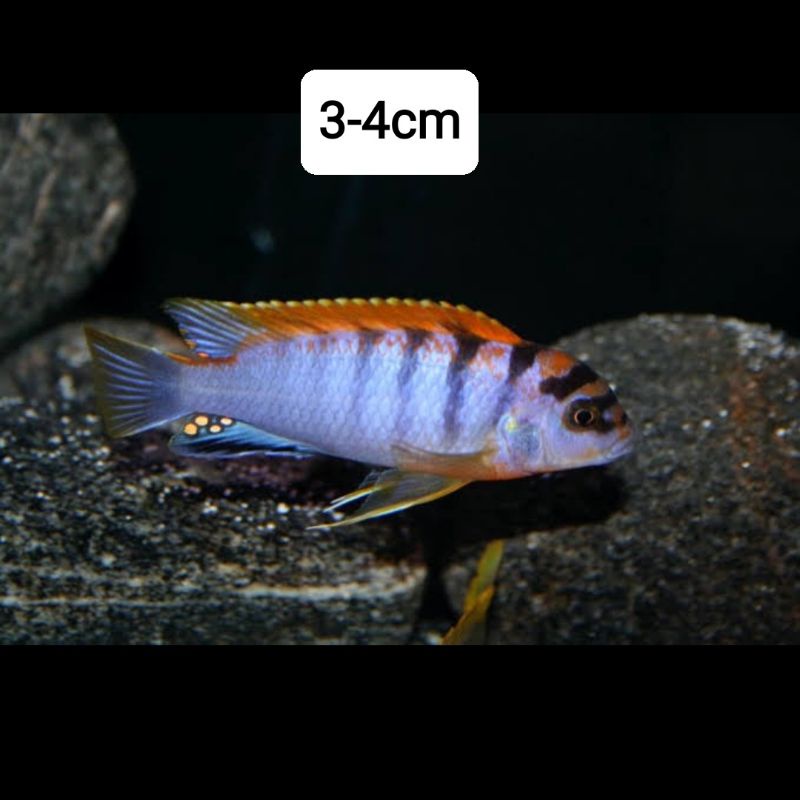 cichlid red top hongi
