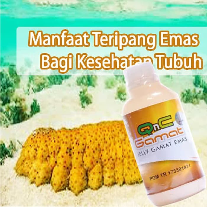 Cek Apa Manfaat Jelly Gamat Emas 