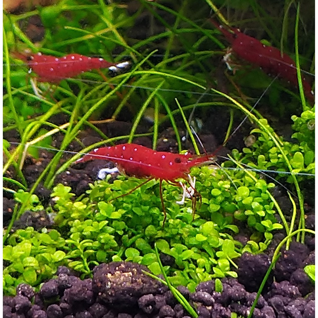 Udang Sulawesi WhiteSpot Cardinal Shrimp