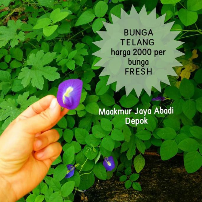 

bunga telang / bunga telang fresh ratele992 Murah