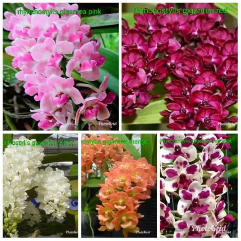 anggrek vanda rhynchostylis gigantea dewasa siap bunga bervariasi