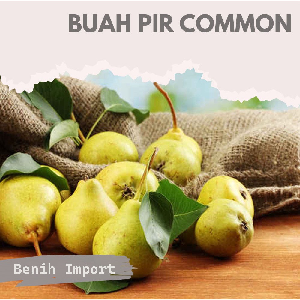Bibit Benih Biji Buah Pir Common Pear Import Grow Your Own Fruit - Biji Tanaman Pohon Buah Pir - COD