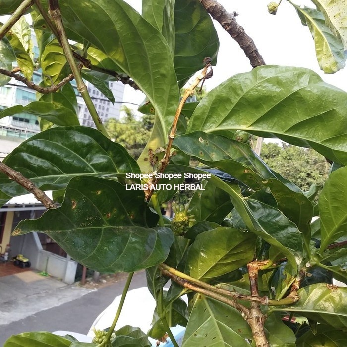 

Daun mengkudu atau pace