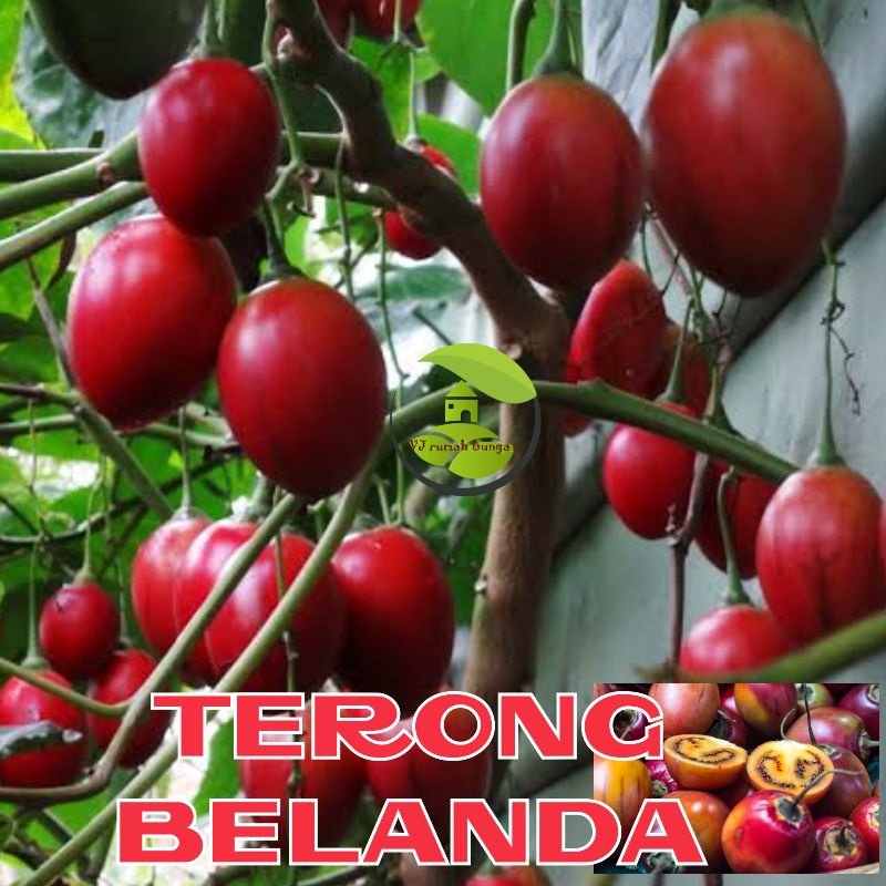 Benih Terong Belanda Terong Merah Tamarillo Benih Terung Belanda