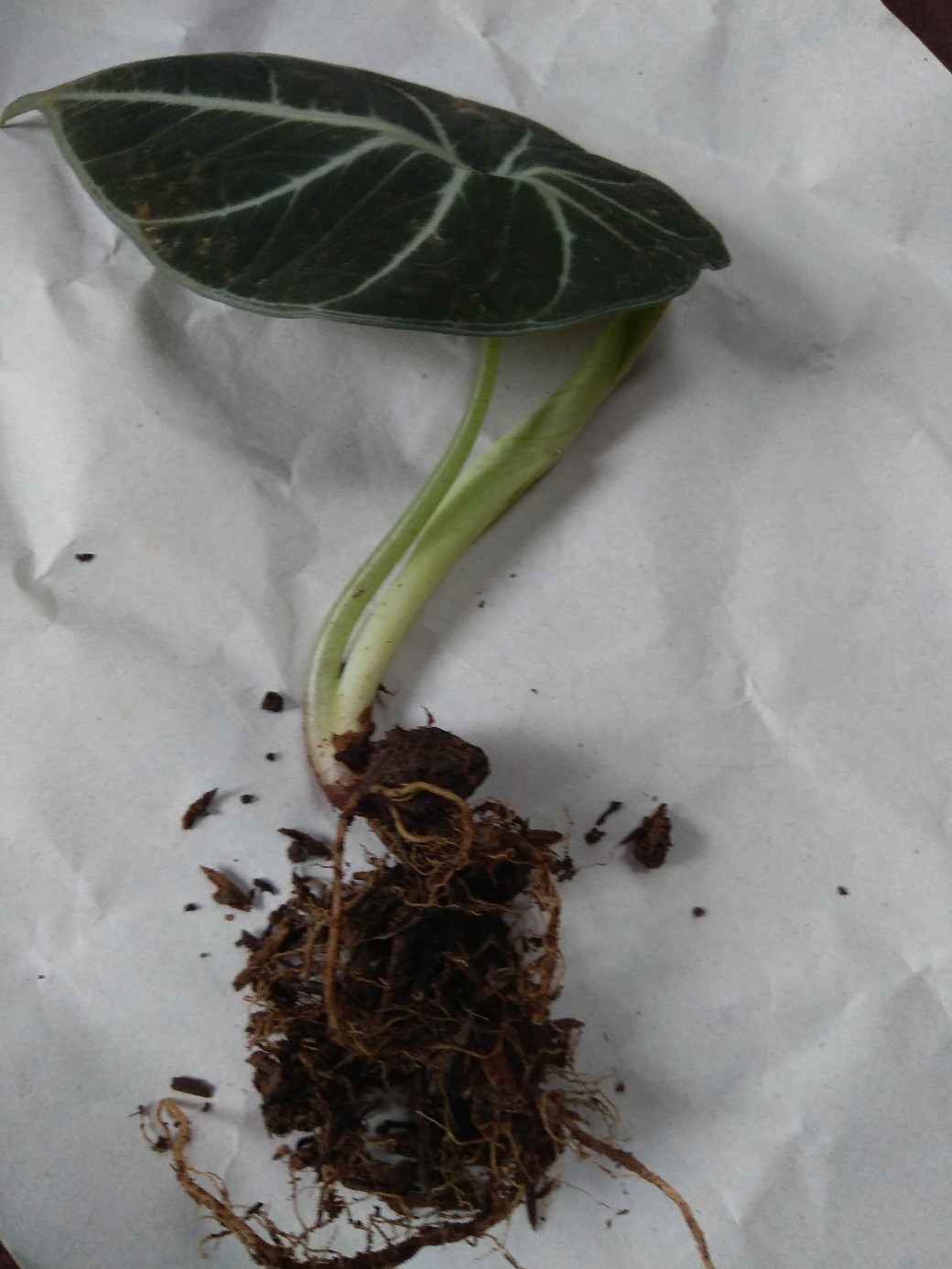 Alokasia Black Velvet Remaja Daun 1 - 2 Dan 3