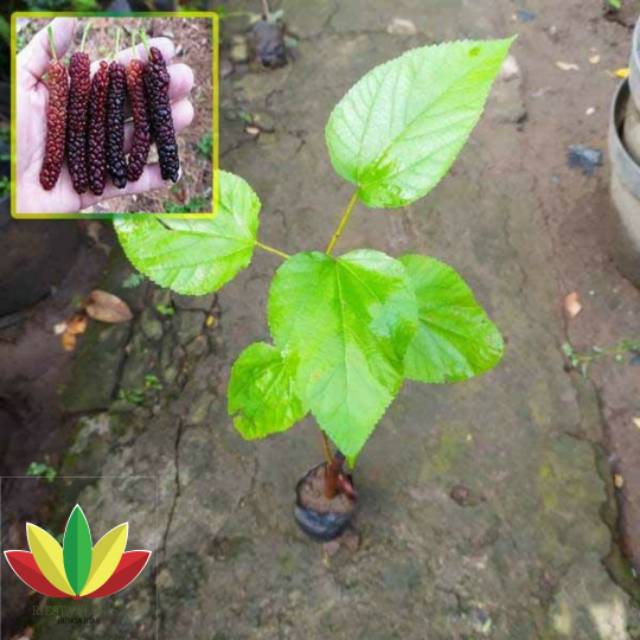 Bibit long bay/murbei buah panjang