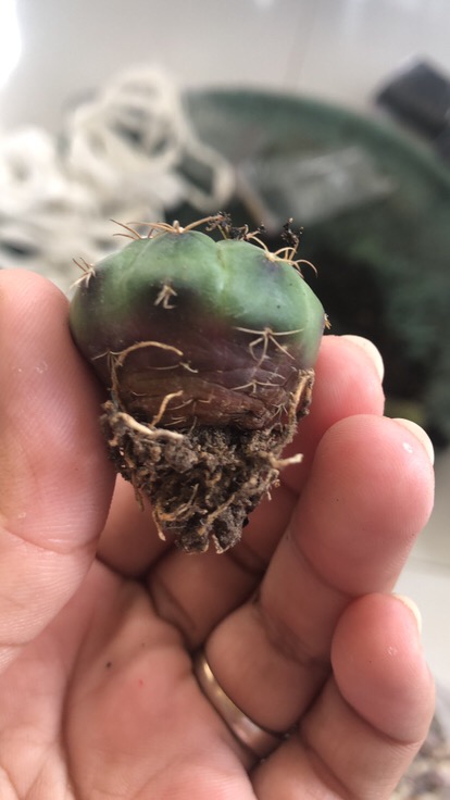 Kaktus Ownroot Bukan Bekas Sambungan Bebas Pilih