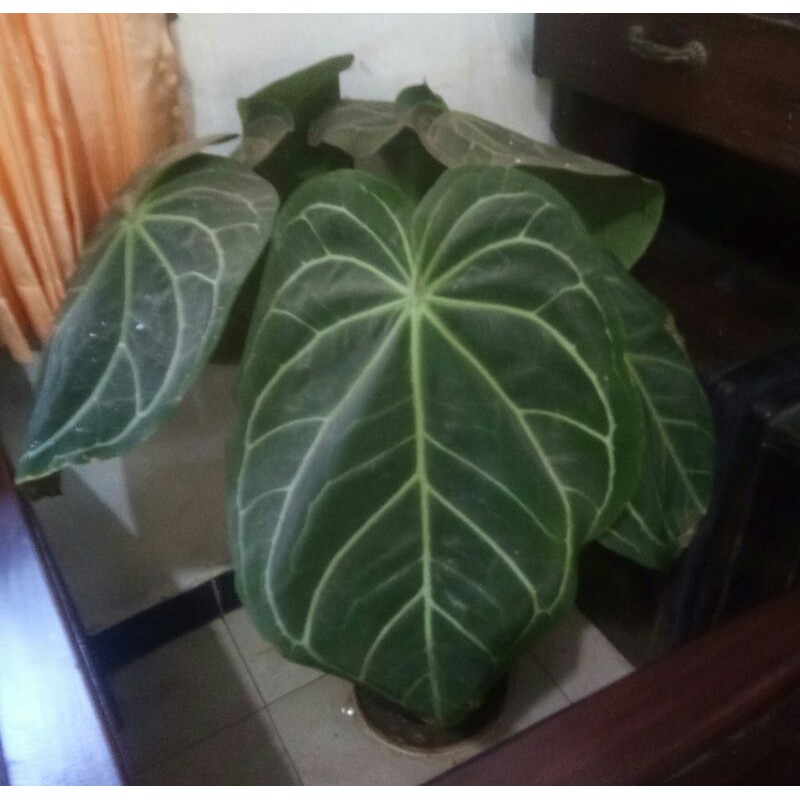 ANTHURIUM MAGNIFICUM/kuping gaajah jumbo stang kota