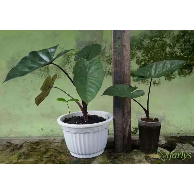 Bonggol Sente Hitam free bibit bunga sedap malam