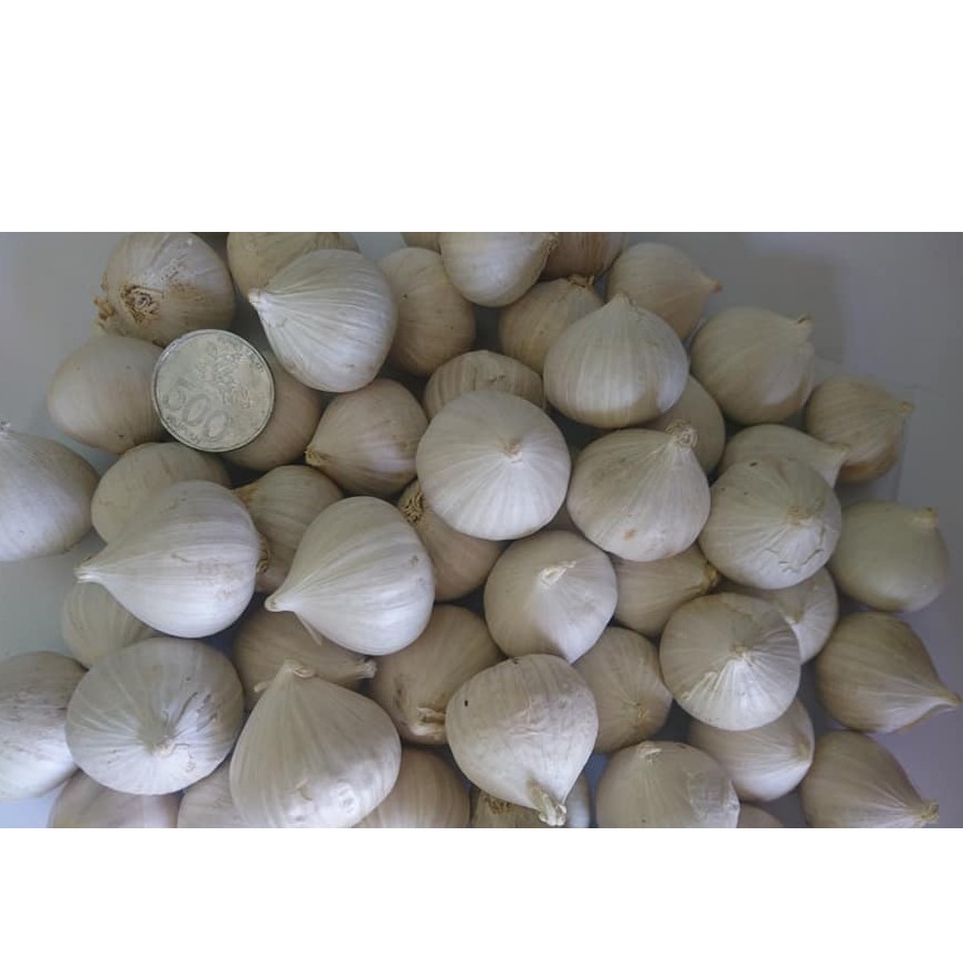 

Bawang Putih Tunggal Super 500 gram