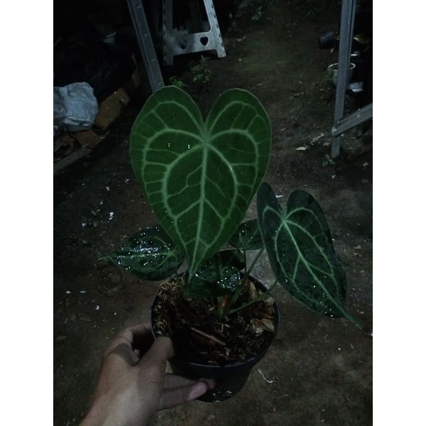 clerinervium forgetii