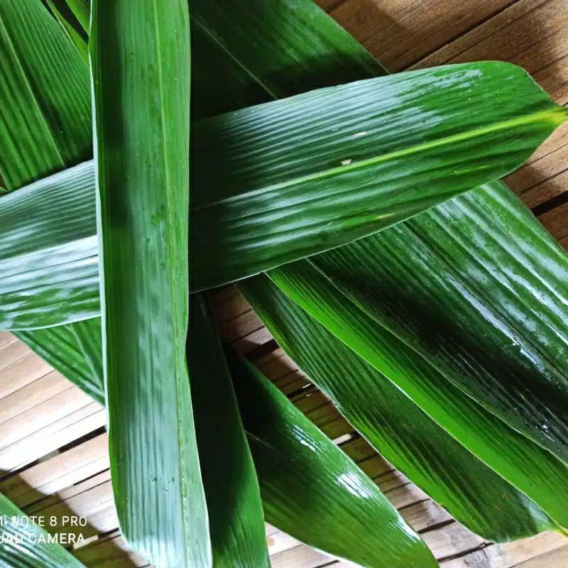 

daun bambu hijau segar 1pcs