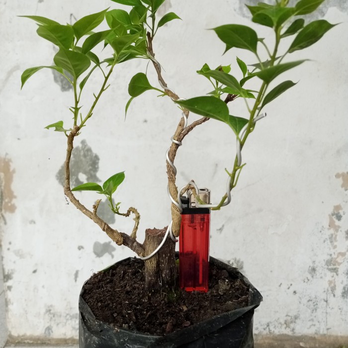 Bahan Bonsai Bougenville Singapore Sesuai Gamabar
