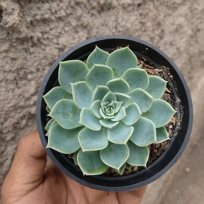 Echeveria | D 10cm | Sukulen