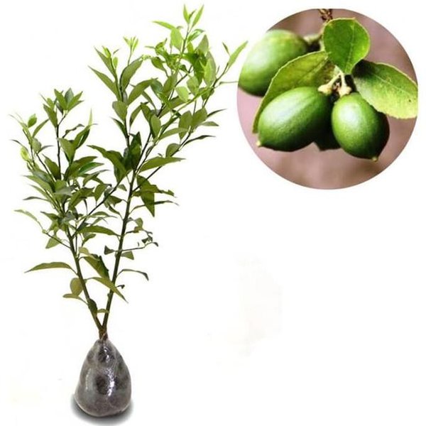 LAGI VIRAALL C4Ps Bibit Tanaman Buah Jeruk Lemon Lokal 40Cm TOP MARKOTOP