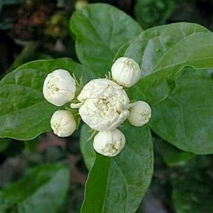 Bibit Tanaman Bunga Melati Tuscany - Melati Telur Tumpuk