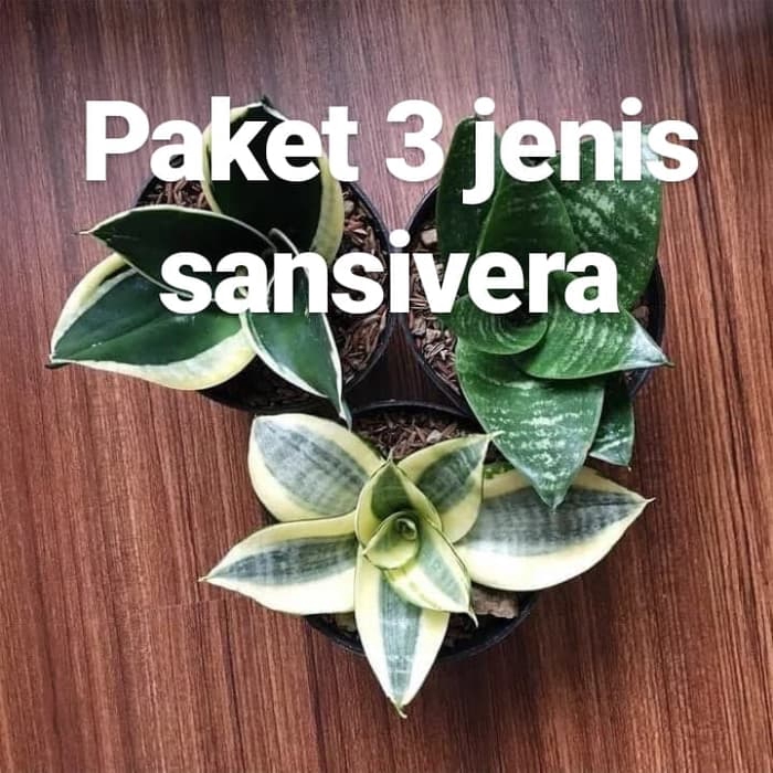 PROMO Paket 3 jenis tanaman hias sansivera mini/sansiviera gold/hijau murah