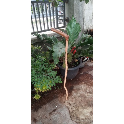 tongkat jalan kayu setigi laut 001