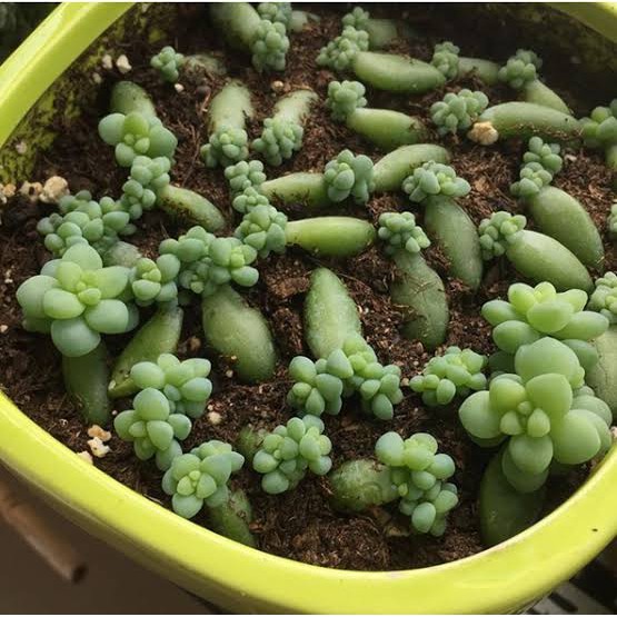 Baby Donkey Tail (Benih Donkey Tail) - 1 pcs isi 5