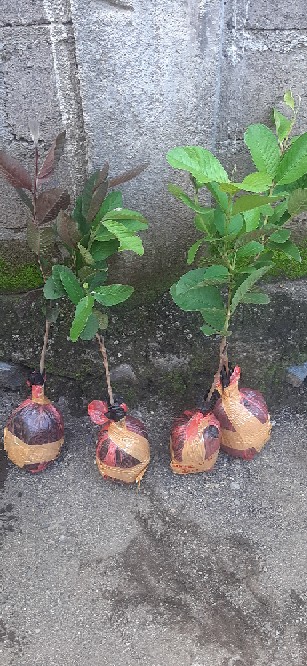 Paket 4 Jenis Jambu Kristal Super Unggulan