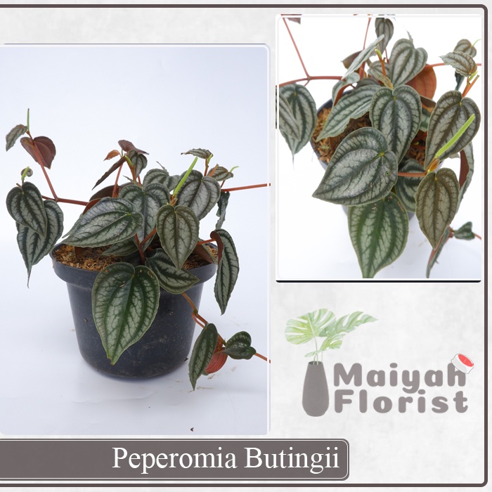 Peperomia Butingii - Tanaman Hias