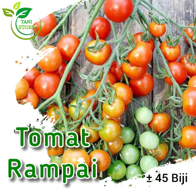 ±45 biji benih tomat cery rampai_bibit tomat