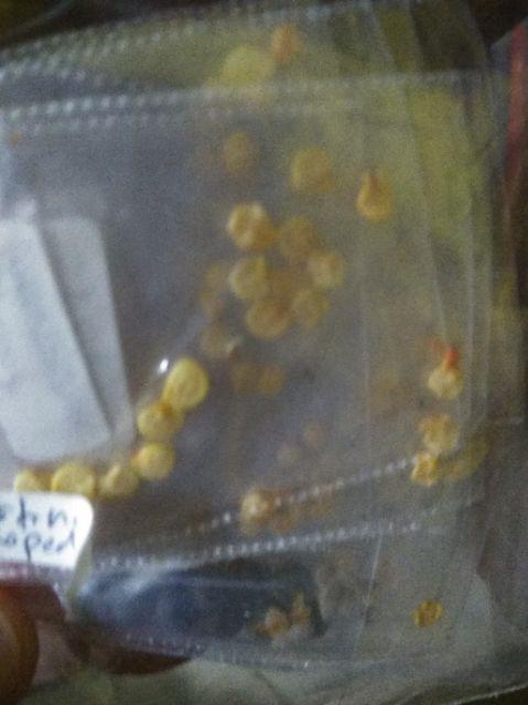 Promo Termurah - Paket 16 Jenis Benih / Biji / Bibit Cabe Hias - Tomat - Labu Botol - Okra - Cipluka