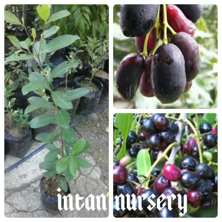 Tanaman Buah Juwet Hitam